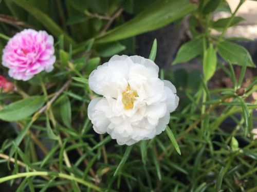 Beautiful flowers in small pots.jpg