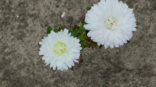 Beautiful flowers in a country flower bed close-up on a clear day..jpg