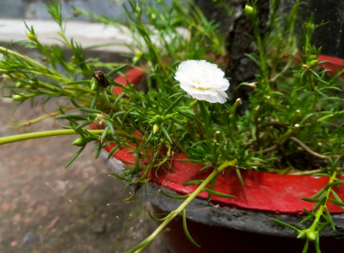 Beautiful portulaca flower bloom in the garden in the morning..jpg