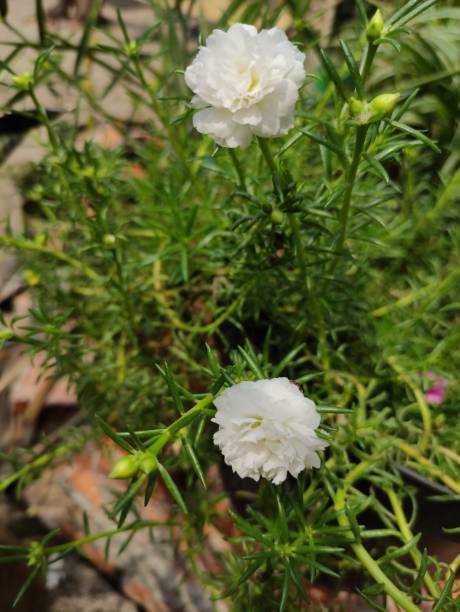 beautiful flowers that are blooming in the garden in the morning.jpg