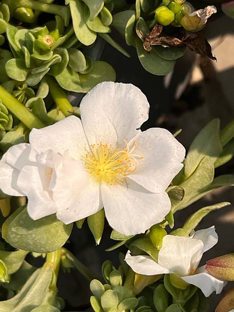 Beautiful Flowers in my Garden.jpg