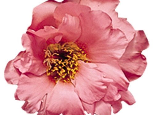 il 1588xN.6183617973 kfzd.jpg