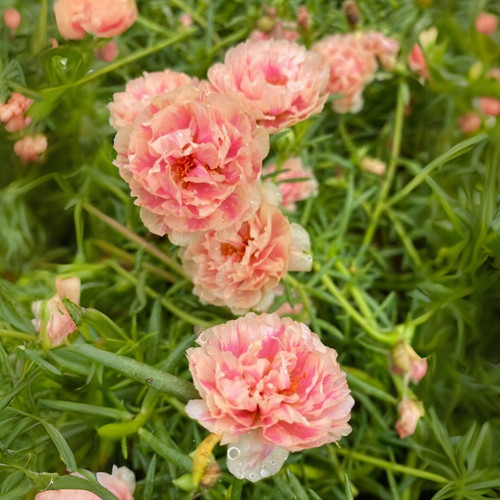 il 1588xN.6535634057 kmp8.jpg