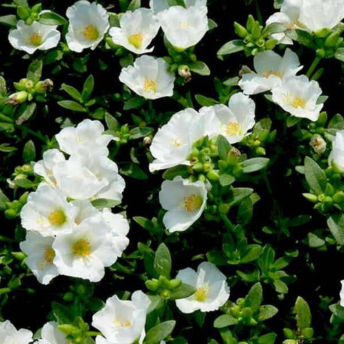 45 nurserylive plants portulaca oleracea 10 o clock white plant 16969222553740 1 jpg.jpg