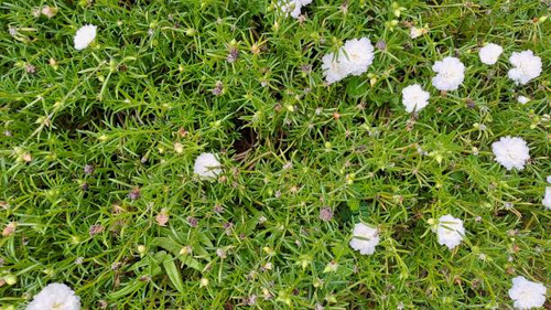 Beautiful White flower in the garden called Common Purslane, Verdolaga, Pigweed, Little Hogweed, Por.jpg