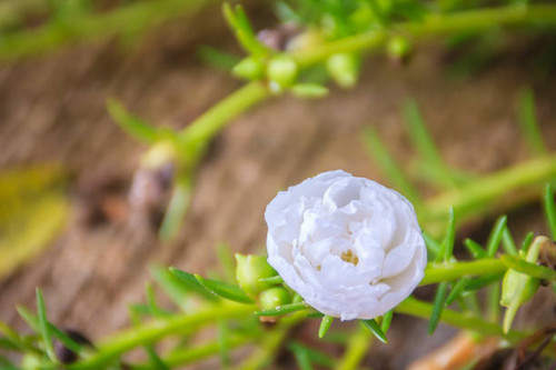 Beautiful white portulaca oleracea flower, also known as common purslane, verdolaga, little hogweed,.jpg