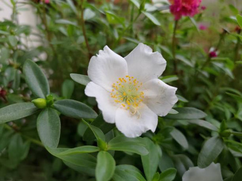 beautiful white flower, grown at home..jpg