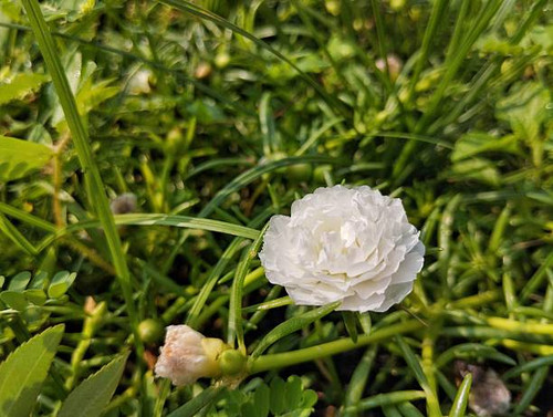 Beautiful white rose moss flowers (Portulaca grandiflora) in outdoor garden, Close up view.jpg