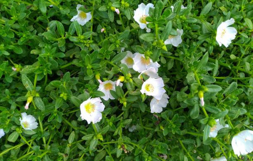 beautiful white flowers by the river that grow so stunningly in summer.jpg
