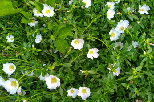 White flower in the river so beautiful and charming.jpg
