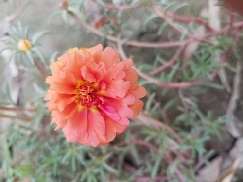 Flower.jpg
