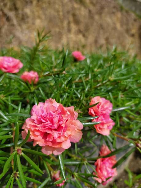 Japanese roses shoot using mobile phone.jpg