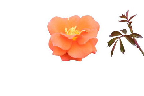 a close-up of Rosa foetida flower with a white background.jpg