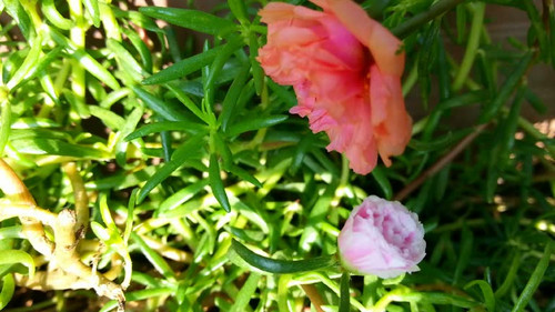 Blooming beautiful Moss-rose flower, Timelapse.jpg