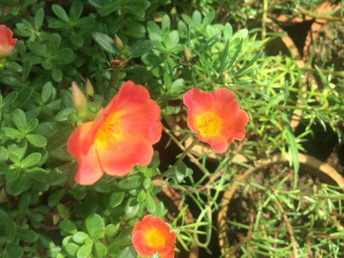 Beautiful multicoloured flowers in the garden.jpg