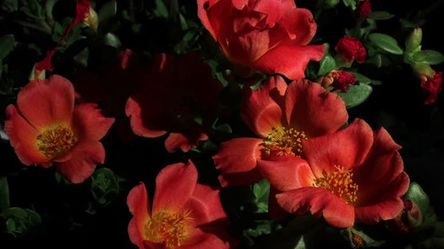 Beautiful red blooms in a garden setting showcase nature's vibrant colors during springtime.jpg