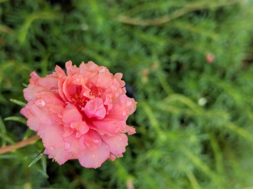 beautiful  red flower.jpg