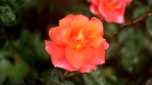 beautiful pink rose flower on green background.jpg