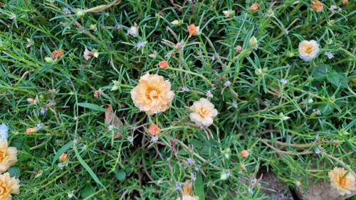 Beautiful orange flower in the garden called Common Purslane, Verdolaga, Pigweed, Little Hogweed, Po.jpg