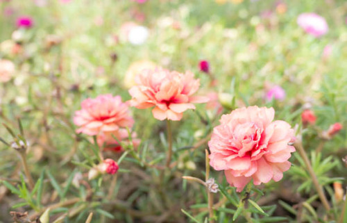 Beautiful of Flower Portulaca oleracea in nature. Select focus shallow depth of field and blurred ba.jpg