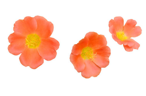 Beautiful portulaca oleracea flowers isolate white.jpg