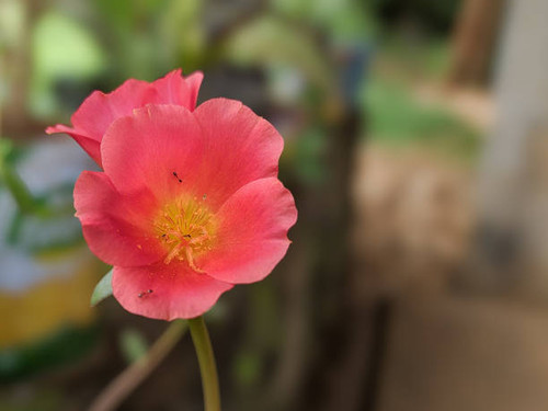 Close-up beautiful red Portulaca flower with yellow center blooming in garden with ants crawling on .jpg