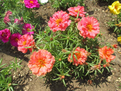 Moss-rose Purslane is an annual plant native to South America. Although it is a one-day flower, it b.jpg