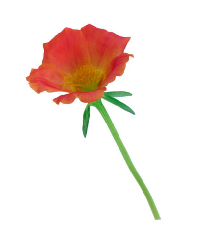 Beautiful Single Red flower with yellow stamens, accompanied by green branches and leaves. Illustrat.jpg