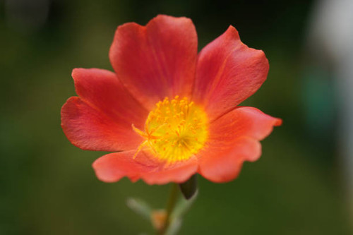 Close up flower pollen of a bright red poppy flower isolated on green nature. selective focus on pol.jpg