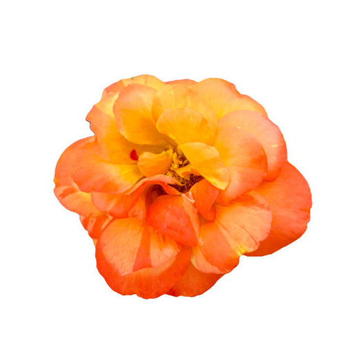 Big rose with white background.jpg