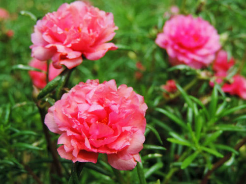 Close-up of bright pink flowers in a green field in Bhutan.jpg