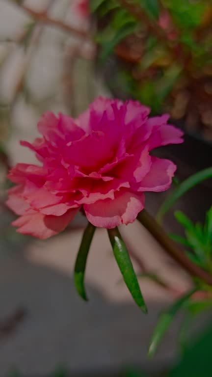 Delicate pink moss rose flowers open under the sun, adding charm and color to the garden with their .jpg