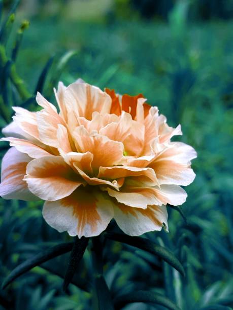 small flowers blooming in the garden, colorful flowers that contrast with the color of the grass.jpg