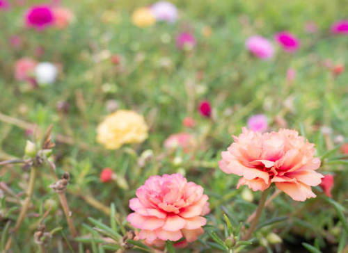 Beautiful of Flower Portulaca oleracea in nature. Select focus shallow depth of field and blurred ba.jpg