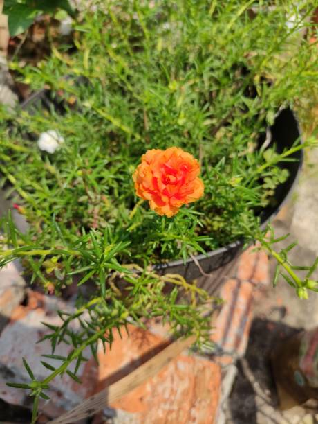beautiful flowers that are blooming in the garden in the morning.jpg