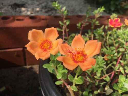 Beautifully colored Portulaca oleracea in pots..jpg