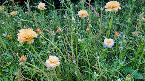 Beautiful orange flower in the garden called Common Purslane, Verdolaga, Pigweed, Little Hogweed, Po.jpg