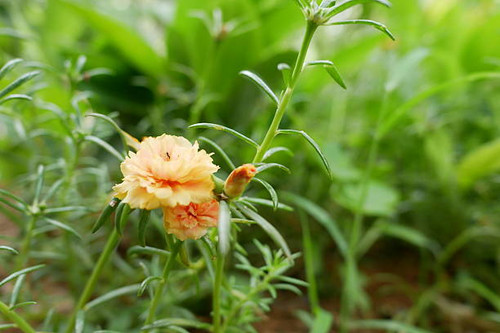 Beautiful orange portulaca oleracea flower in the garden with nature background..jpg