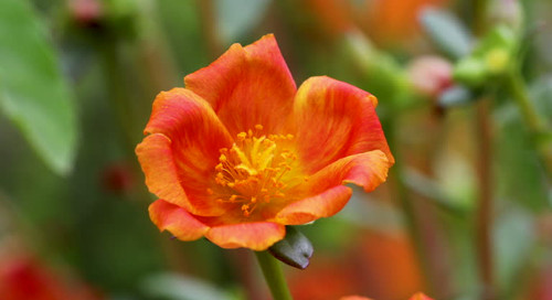 A closeup footage of a blooming moss-rose purslane flower in the garden during daytime, with blurred.jpg
