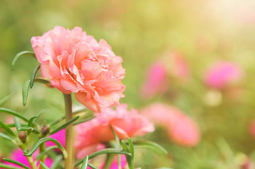 Closeup moss rose, making soft light and blur.jpg