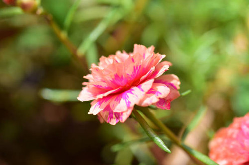 Close up flowers on blur background in nature..jpg