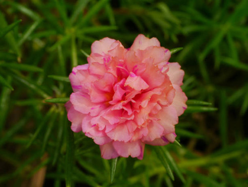 Close up of Portulaca flower. (Scientific name Portulaca oleracea).jpg