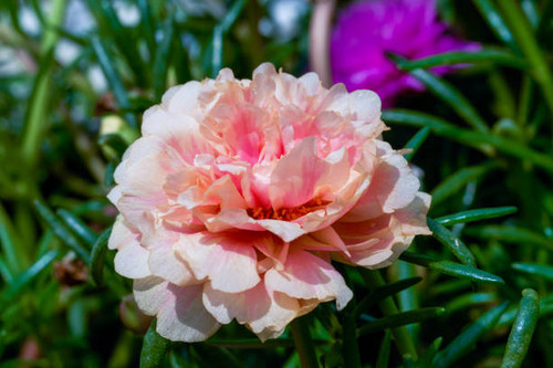 Closeup of a blooming pink purslane flower.jpg
