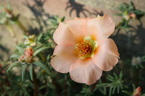 Portulaca oleracea is an annual succulent in the family Portulacaceae and may be eaten as a leaf veg.jpg