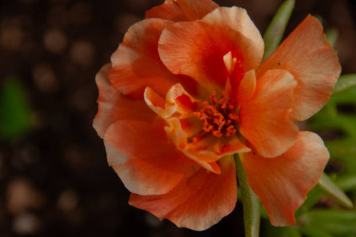 Close-up of textured petals and pollen on a vivid orange Portulaca flower with a green blurred backg.jpg