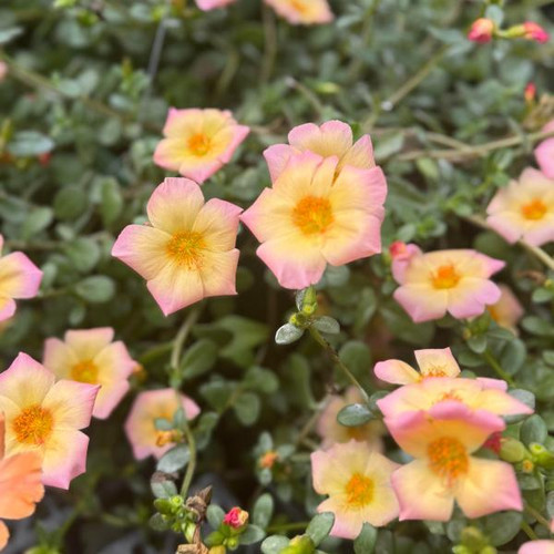 Portulaca Jumbo Peachy Cream 1755545105.jpg