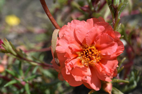 Beautiful flowers of Portulaca Portulaca. Large flowers of Portulaca. Multicolored flowers..jpg
