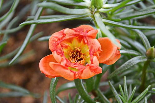 Beautiful colorful flowers, photographed in in Joinville, Santa Catarina, Brazil on 12/15/2017..jpg