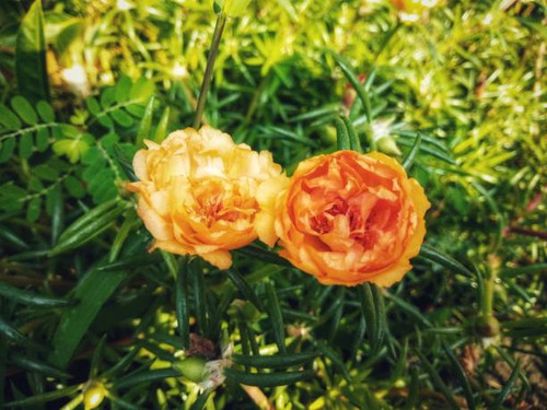 Flowers orange garden rose, blooms in the morning when exposed to sunlight.jpg