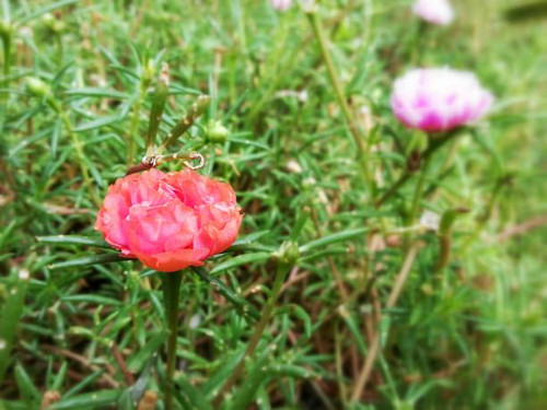 This photo of beautiful flower in natureBeautiful Flower, Naturally beautiful flowers in the gardenB.jpg